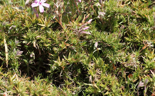 Phlox Subulata Flowers