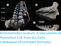 https://sciencythoughts.blogspot.com/2017/09/grimmenodon-aureum-new-species-of.html