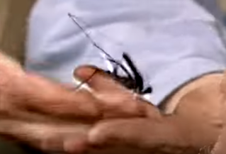 Tailless Whip Scorpion Late Night with Conan O'Brien