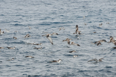 Buller's Shearwater (Puffinus bulleri)