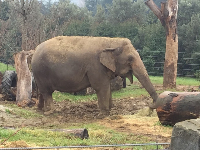 ELEFANTE-ZOO-DI-PISTOIA