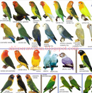 harga love bird murah, harga lovebird olive, harga love bird sepasang, harga lovebird blorok, harga lovebird dakocan, harga lovebird batman, lovebird dijual, harga lovebird pastel biru