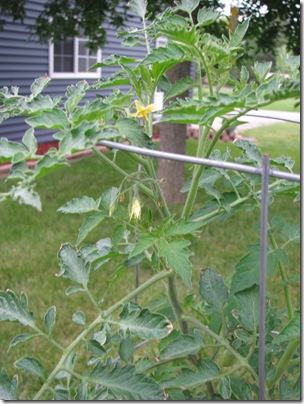 Garden 017