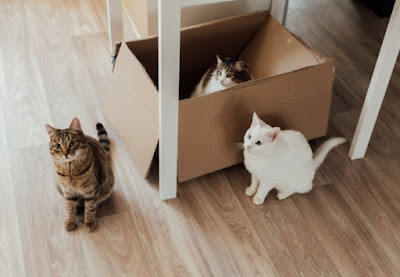 tabby and white cat sitting next to box with a calico cat in it