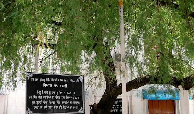 Jhand tree at Gurudwara Charan Kamal Sahib, Machiwarha