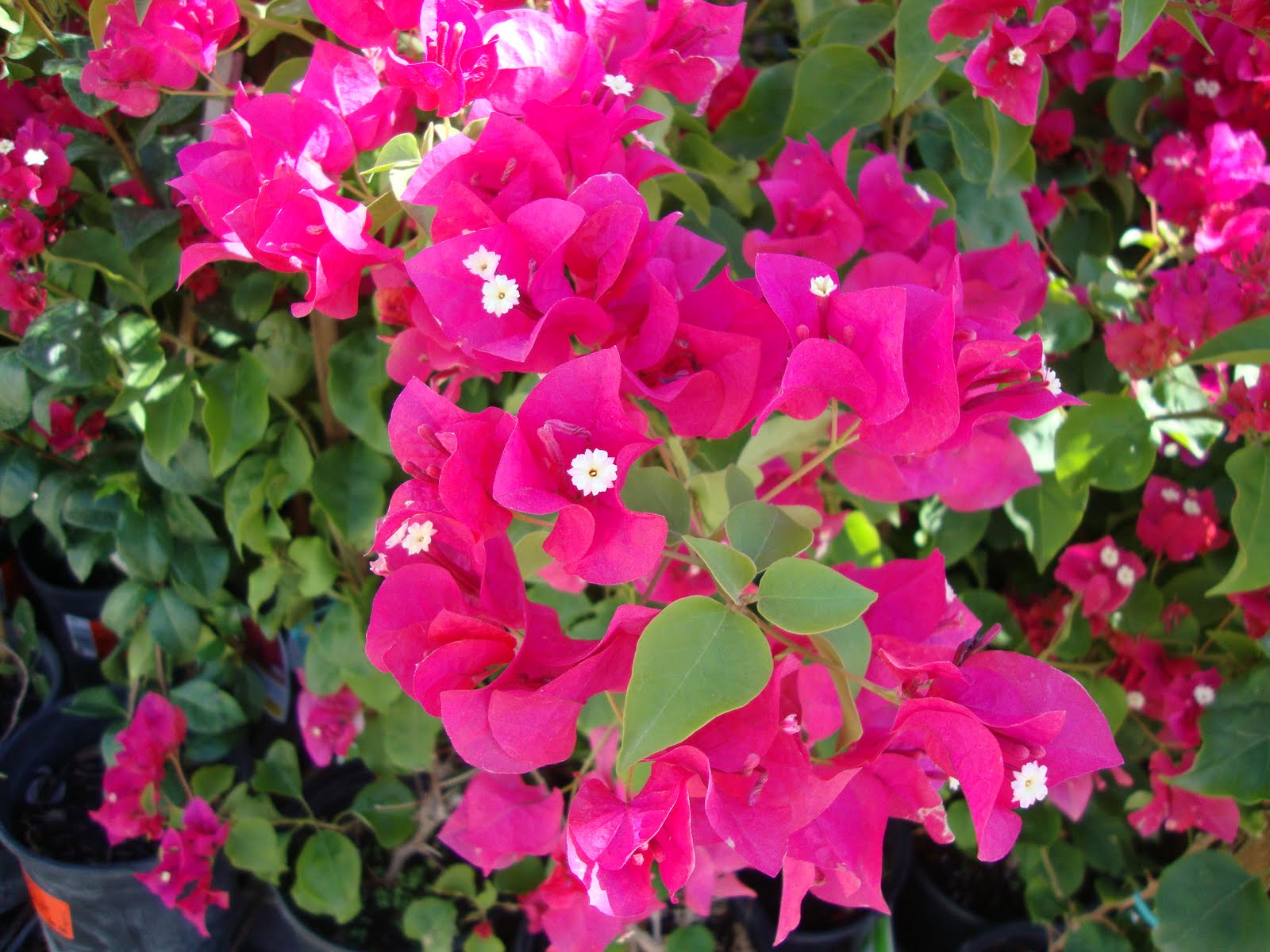 Bougainvillea Wallpaper