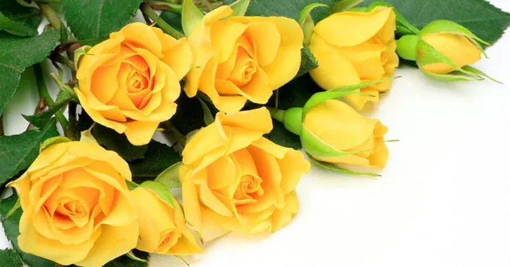 Picture of yellow rose flower - Picture of yellow rose flower - Rose flower picture download - Different color rose flower picture download - rose flower - NeotericIT.com