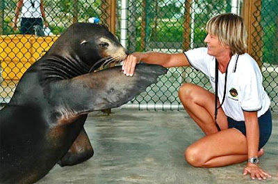 seal hi five hand shake