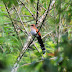 Squirrel Cuckoo, Cuco Ardilla