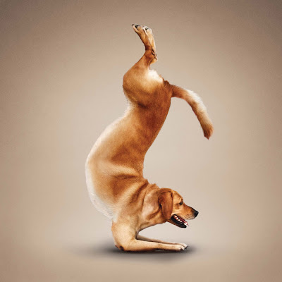 Hilarious Yoga Dogs Calendar Seen On www.coolpicturegallery.us