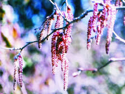 aspen fiori di bach