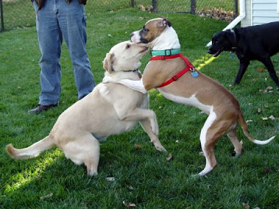 How to Stop Dog Fighting, Attack or Aggression