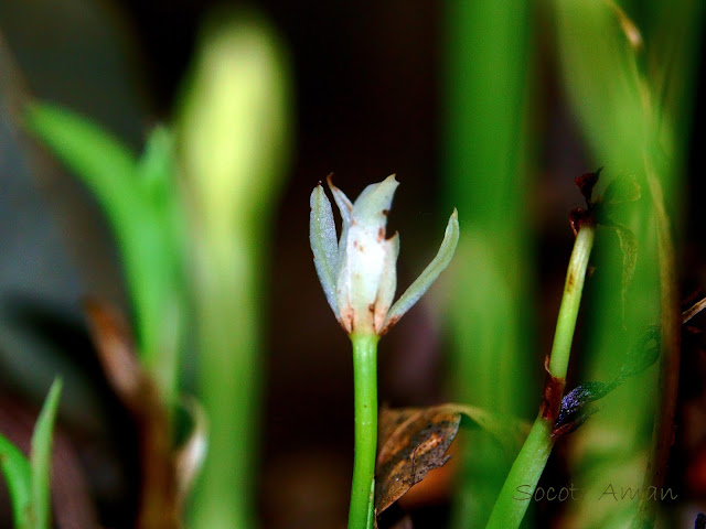 Cymbidium nipponicum