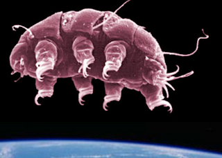 Tardigrade