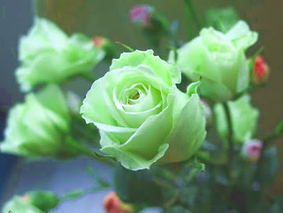 الورود الخضراء