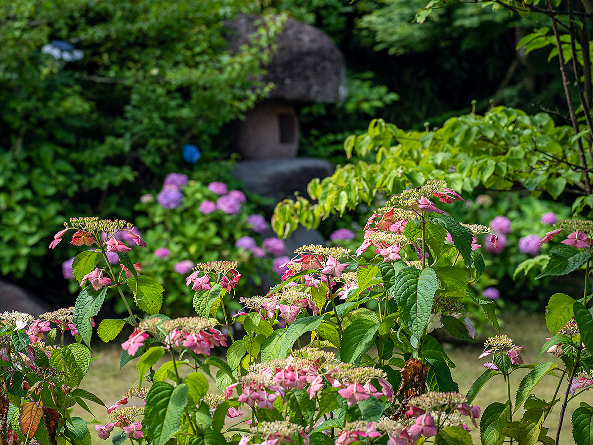 From The Garden Of Zen Ajisai Hydrangea Flowers Kawakita Kinenkan Kamakura
