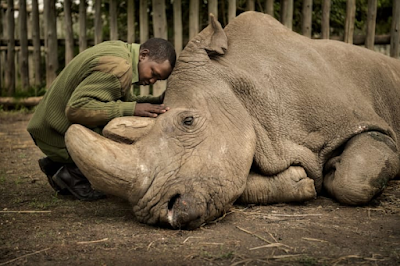 color photo shows moments before death of the last male northern white rhino in 2018.