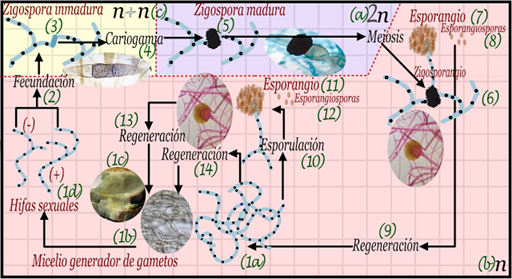 Los hongos zigomicetos son un ejemplo de meiosis inicial ya que sus cuerpos son haploides.