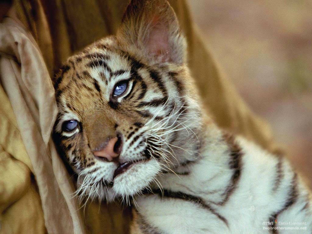 25 Gambar Harimau Yang Lucu ~ Ayeey.com