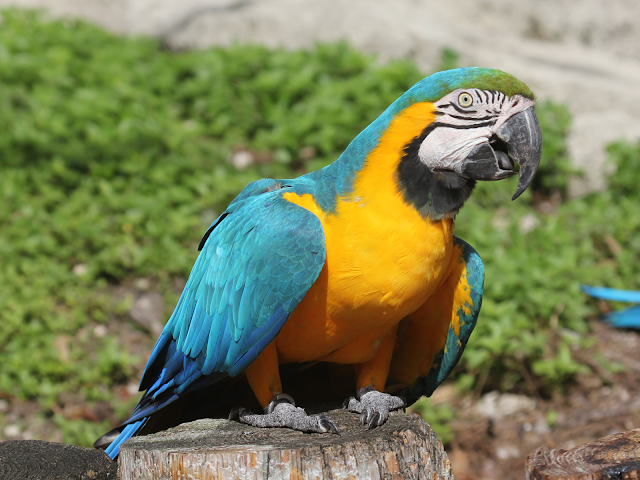 Beautiful Parrot Hd Wallpapers