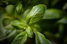 Basil is medicinal crops, most profitable crops