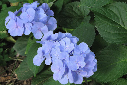 Fiore Blu Violetto / L'orto dei colori: Fiori blu / Violetta fiore piante annuali la violetta fiore di delicata.