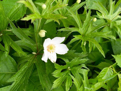 roadside Canada anemone