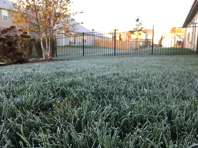 frost on grass in backyard