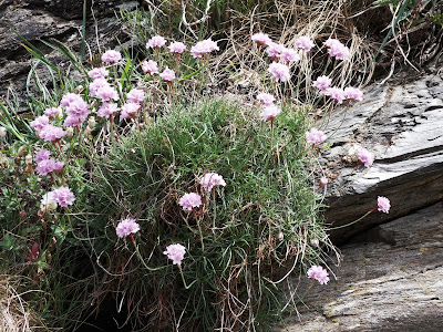 Wild flowers cliffs at Cornwall