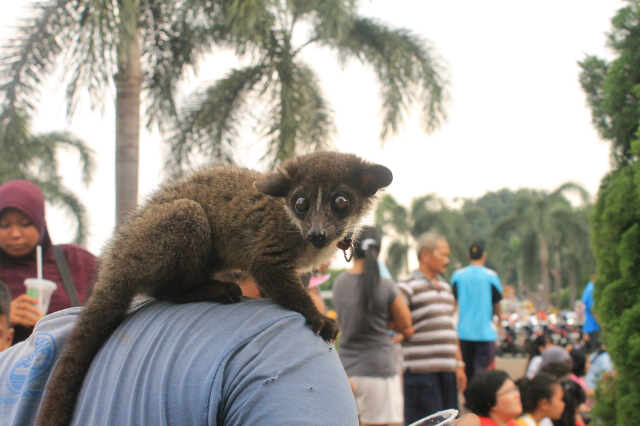  Musang Lover Jakarta Jenis jenis Musang 