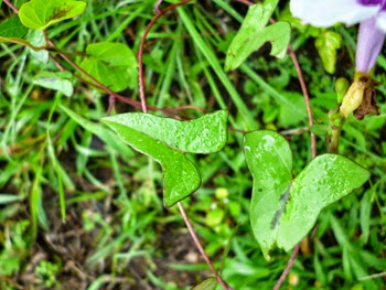 Leaves of Rasa vine Thal Kola (Purple heart Morning Glory)