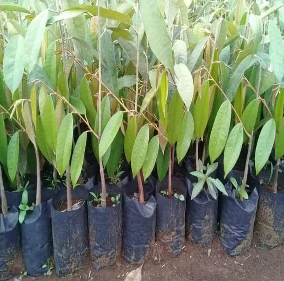 bibit durian bawor super genjah Tebing Tinggi