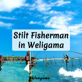 Stilt Fisherman in Weligama | Things to Do & See in Weligama
