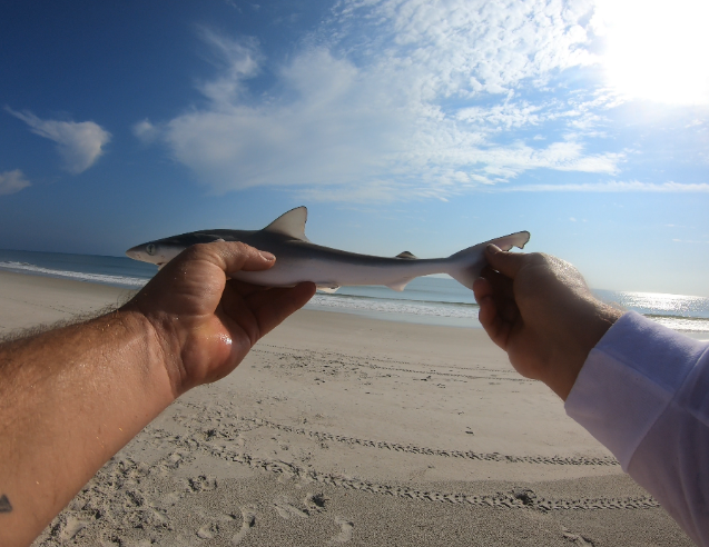 Florida East Coast Surf Fishing Canaveral National Seashore Playalinda Beach Blacktip Shark