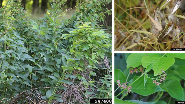 Panel of photos showing features of pale swallow wort for identification.
