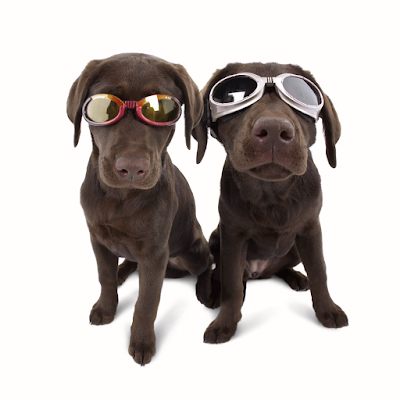 Dogs color vision has been a debatable topic since a set of experiment ended 