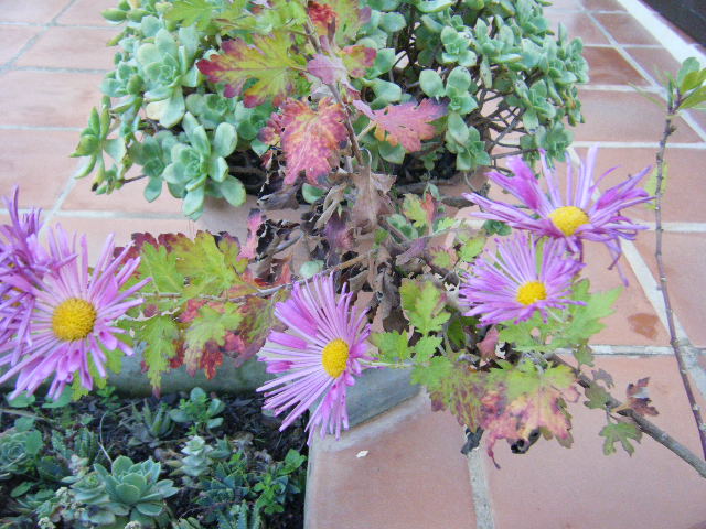 2008_12070007.JPG