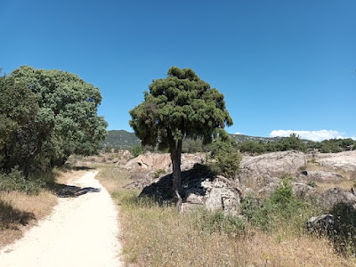 Ruta circular en Hoyo de Manzanares