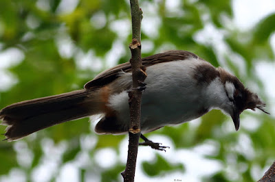 "Red-whiskered Bulbul, perched on a branch looking down."