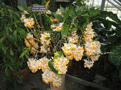 Grow and care Dendrobium farmeri orchid - Farmer's Dendrobium