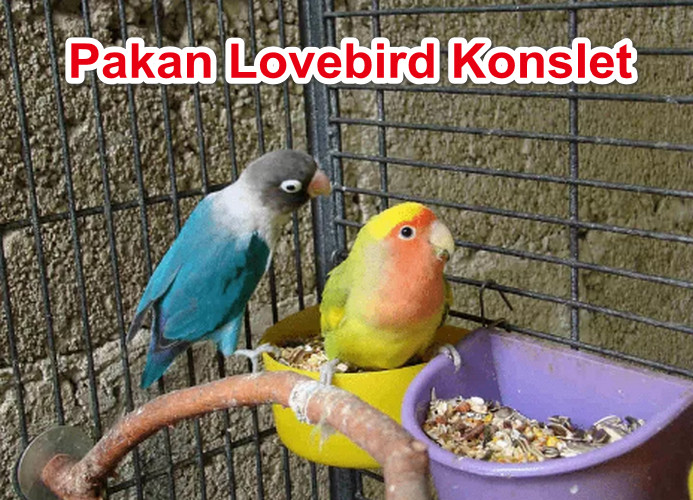 Racikan Pakan Lovebird Konslet Ngekek Panjang | Jenis ...