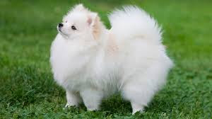5 Most Popular White Dog Breeds (Fluffy, Small, Large and More)