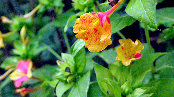 two blooms just opening, black seeds, and full bloom in distance