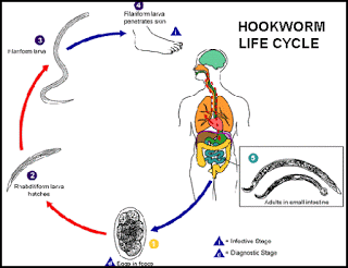 কৃমি কি (What is worm)।