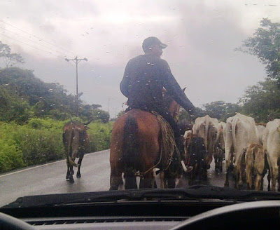 TURISMO APURE: ¿Te gustaría manejar entre las vacas? Alpargata Viajera por Káiser Solano.