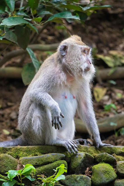 Scimmia nella Monkey forest-Ubud-Bali