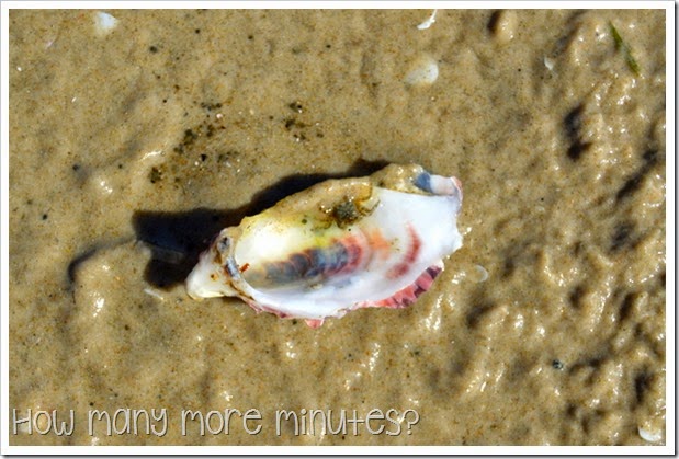 How Many More Minutes? ~ The Magical Beach in Dunalley, Tasmania