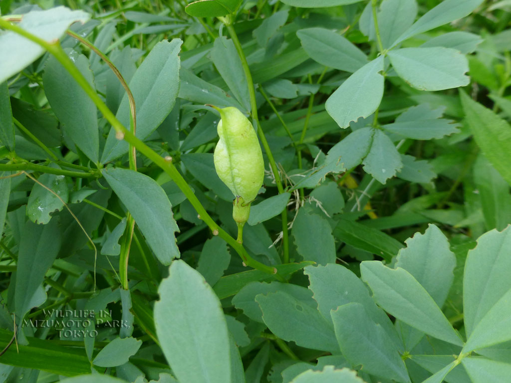 ムラサキセンダイハギ Blue Wild Indigo 水元公園の生き物