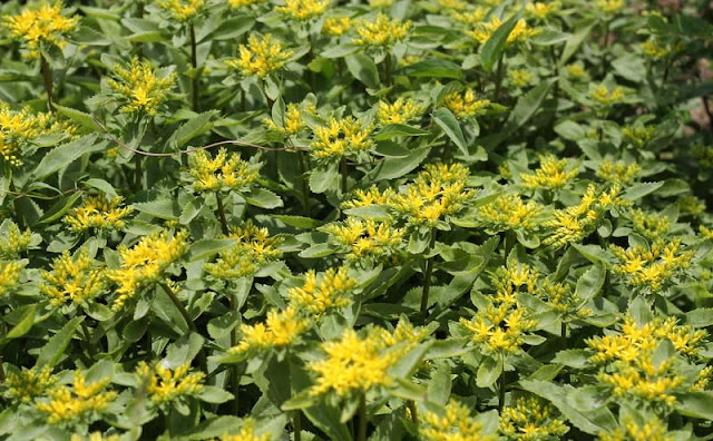 Sedum Aizoon Flowers Pictures