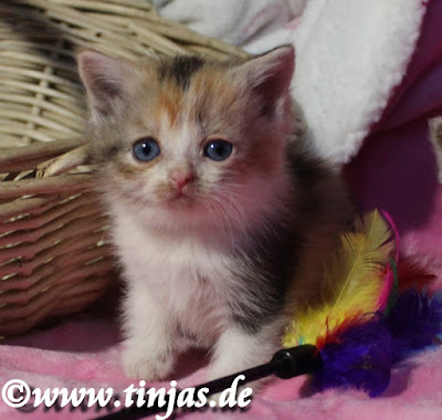 Britisch Kurzhaar Katzenbabys 4